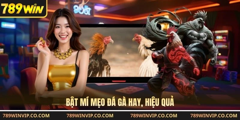 Bật mí mẹo đá gà hay, hiệu quả